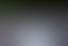 Auckland-Island-Rockhopper-Penguin-©-M.-Potter.