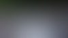 Auckland-Island-Rockhopper-Penguin-©-M.-Potter.