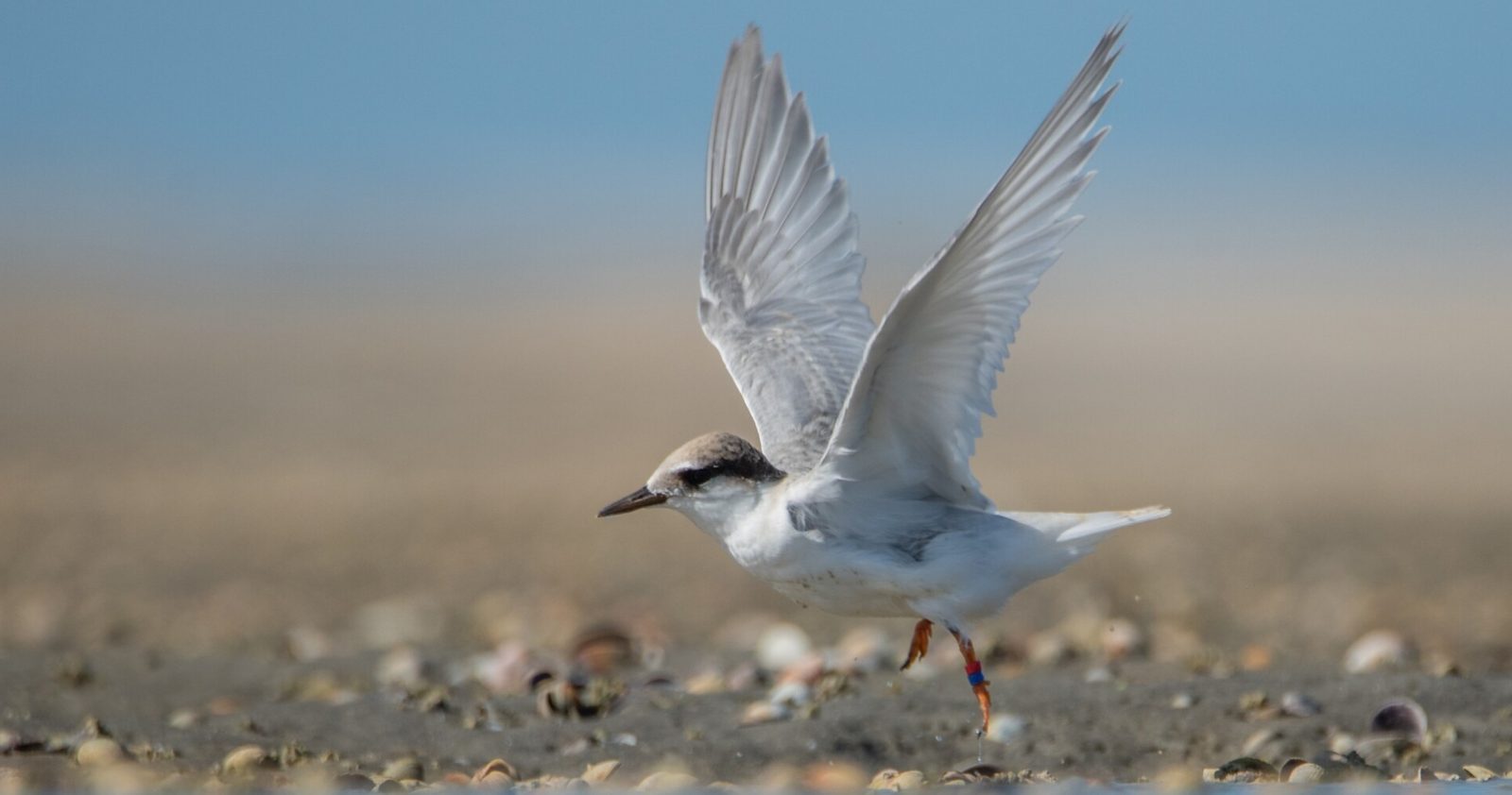 Juvenile tara iti lifting off