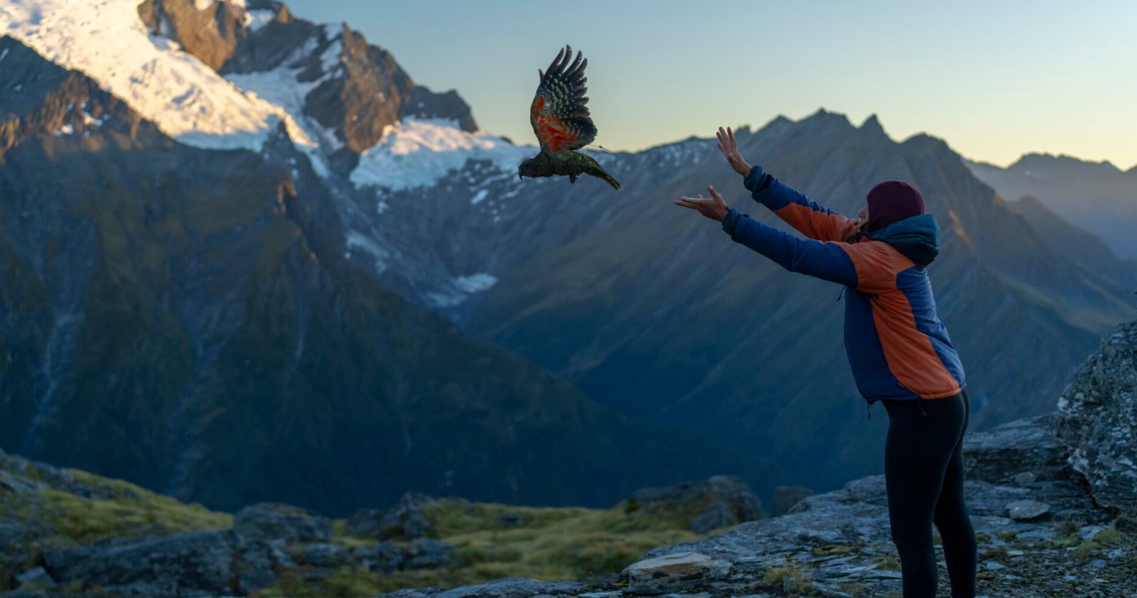 Kea Release with transmitter attached