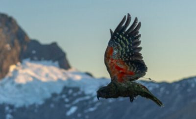 Kea