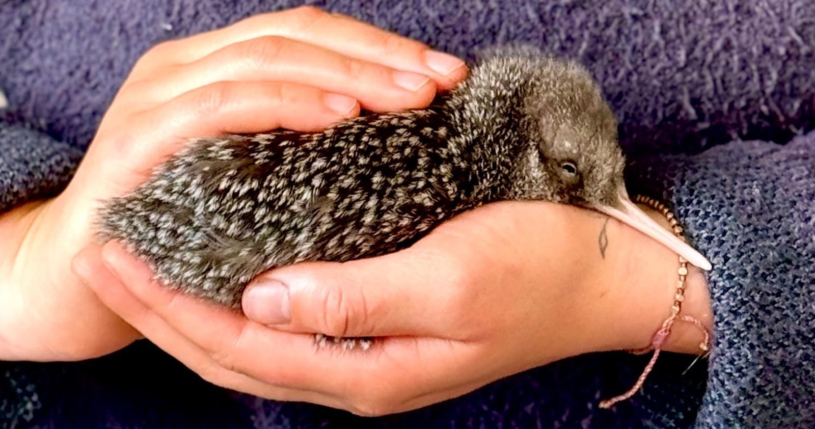 Kiwi Pukupuku DOC