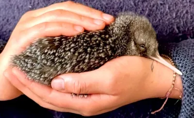 Kiwi Pukupuku / Little Spotted Kiwi
