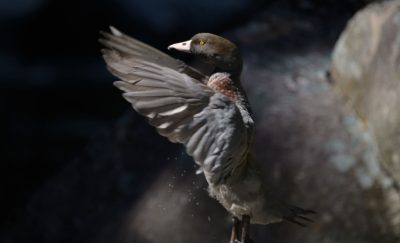 Whio / Blue Duck