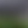 YellowEyedPenguin Hoiho CampbellIsland BelleGwilliam MB