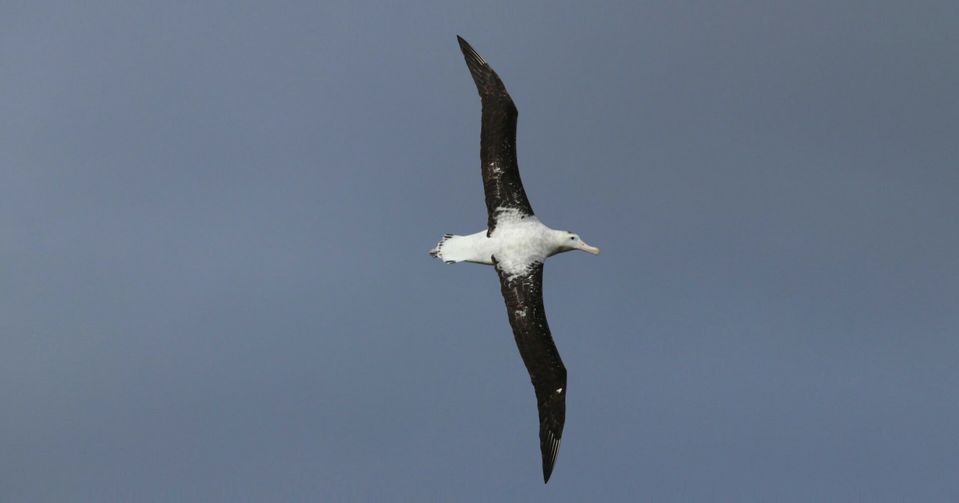 Saving our Antipodean Albatross | NZ Nature Fund
